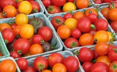 Picture 1 - tomaty.jpg